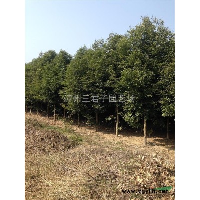 福建魚尾葵信息