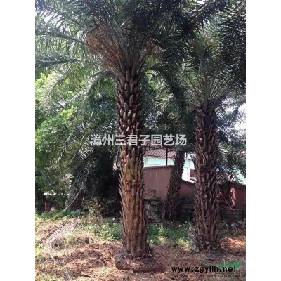 加拿利海棗農(nóng)戶直銷