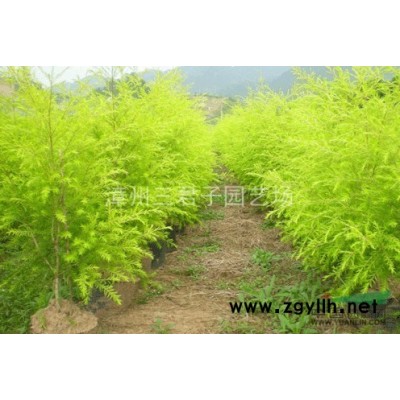 加拿利海棗報(bào)價(jià)|圖片