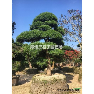 黃金寶樹（千層金）