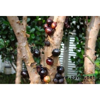 福建漳州樹葡萄（嘉寶果）