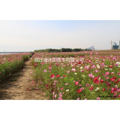 水芹價格_水芹圖片_水芹產地綠化苗木苗圃基地