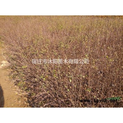 箬竹價格_箬竹圖片_箬竹產地_箬竹基地