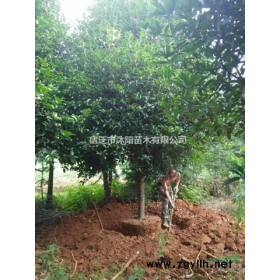 再力花價格_再力花圖片_再力花產地綠化苗木苗圃基地