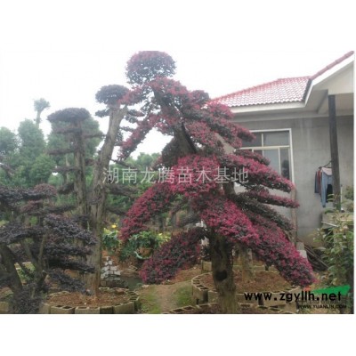 供應各種規格的羅漢松樹 羅漢松 造型羅漢松