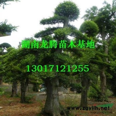 供應八月桂、月月桂、四季桂、丹桂、火桂、金桂、銀桂