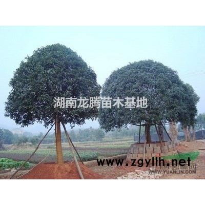 紅桎木球、杜鵑球、龍柏球、女貞球、紅葉石楠球、桂花球、海桐球