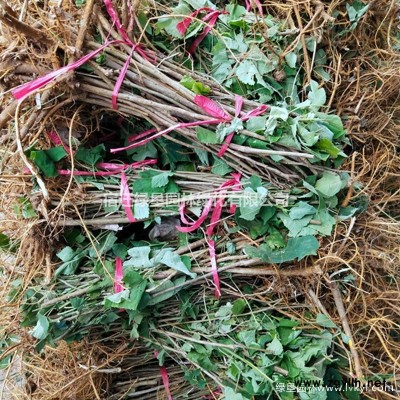 青皮垂柳價格_青皮垂柳圖片_青垂柳產地