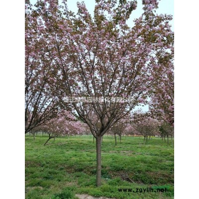 常春藤價格_常春藤圖片_常春藤產地_常春藤綠化苗木苗圃基地