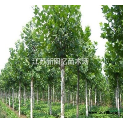 梅花基地大量供應(yīng)美人梅 紅梅 榆葉梅 珍珠梅 綠梅