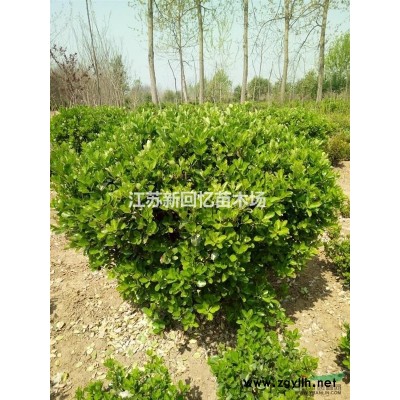 江蘇美人梅信息/美人梅*新價格