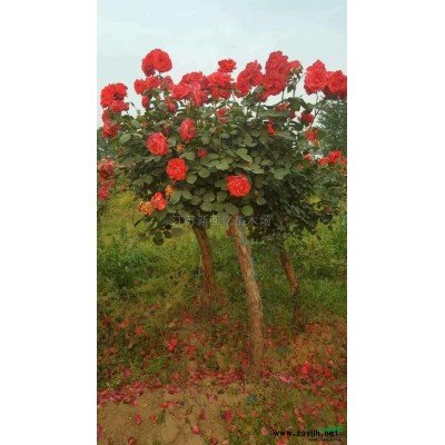 龍柏報價/江蘇龍柏報價