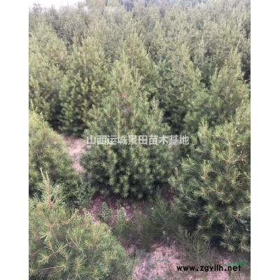 白皮松*新價格·白皮松1米·白皮松2米·白皮松3米報價行情