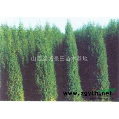 *新3公分山桃價格·*新5公分山桃樹·*新3公分山桃苗價格