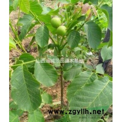 供應(yīng)山西2-2.5米蜀儈/3-3.5米蜀儈/蜀儈價(jià)格圖片產(chǎn)地