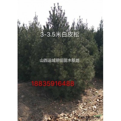 40公分骨架柿子樹圖片·40公分骨架柿子樹價格·供應柿子樹