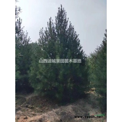 40公分占地柿子樹價格·40公分占地柿子樹圖片·占地柿子樹