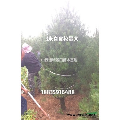 粗度8-10公分核桃樹多少錢一棵？8-10公分核桃樹市場價(jià)格