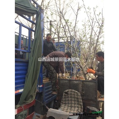 供應6公分7公分8公分9公分裸根占地桃樹