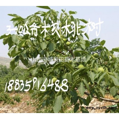 出售占地杏樹10公分-15公分-18公分杏樹樁價格=量大