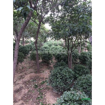 山西運城桃樹基地_長期出售春美_紅不軟_大久保_品種多