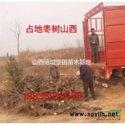 紅葉李哪里多?哪個(gè)地區(qū)種植紅葉李的多?8公分紅葉李多少錢(qián)?
