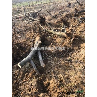 摘下來就能吃的柿子是什么品種？新品種脆甜柿子樹哪里有？