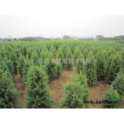 山西柿子樹基地·柿子樹品種陽豐·柿子樹品種富有甜柿子樹