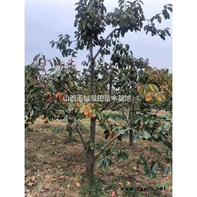 3公分山杏苗產(chǎn)地·4公分山杏苗基地·5公分山杏苗價格批發(fā)