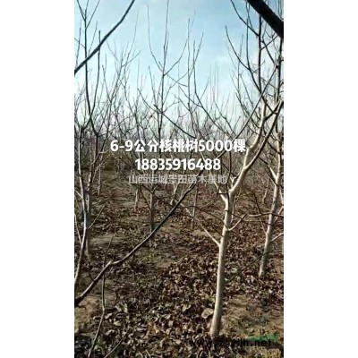 1米5白皮松價格_高度1.5米_冠幅1米_精品白皮松價格
