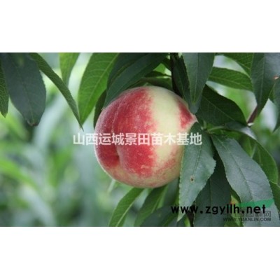 杏樹樁·杏樹樁價(jià)格·10公分15公分杏樹樁產(chǎn)地批發(fā)價(jià)錢