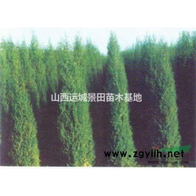 哪有大石榴樹?山西石榴樹批發(fā)價(jià)格 ?石榴樹產(chǎn)地詳情介紹