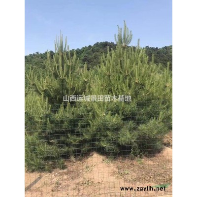15公分地徑櫻花價格，15公分低分枝櫻花價格，低桿櫻花價格