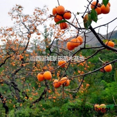 櫻花山西哪里有賣的？運城櫻花樹哪家價格便宜？占地櫻花價格