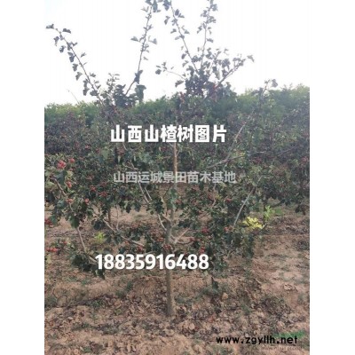 7米高的油松多少錢一棵？7米油松產(chǎn)地價(jià)格，大規(guī)格油松供應(yīng)