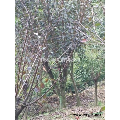 供有大規(guī)格雞爪槭6公分23公分及紅楓櫻花紅葉石楠海棠無患子