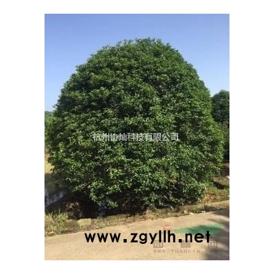 供深山含笑及沙樸無患子欒樹有售