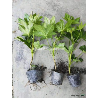 灑金柏小苗、紫穗槐小苗、紅葉石楠小苗、爬山虎小苗、金銀花小苗