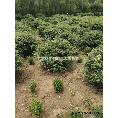 豐花月季、地被月季、五彩月季價格圖片基地批