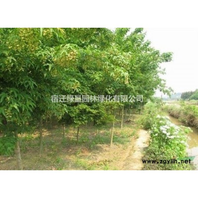 常綠鳶尾·常綠鳶尾圖片·常綠鳶尾種植基地