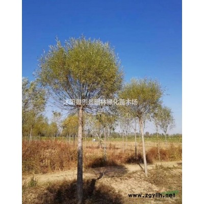 衛矛價格、一年生兩年生三年生衛矛小苗