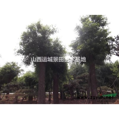 山西1米白皮松供應·山西1米白皮松·山西1米白皮松報價