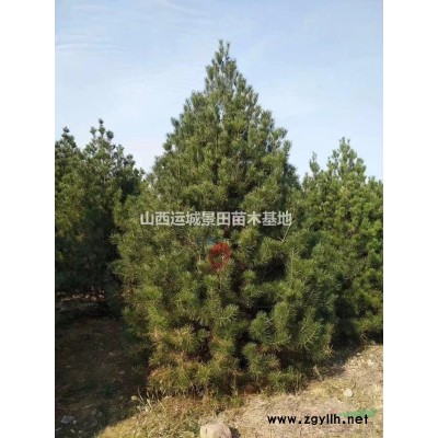 5公分山楂樹心跳價格·10公分山楂樹·15公分山楂樹心跳報價