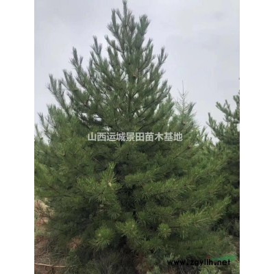 1米白皮松價格·1米白皮松報價·山西1米白皮松行情多少錢