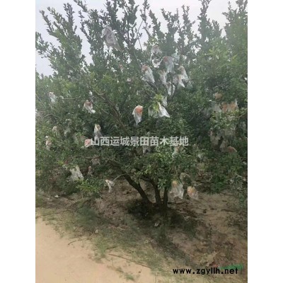 紅葉李基地·山西紅葉李產地·運城15公分紅葉李多少錢