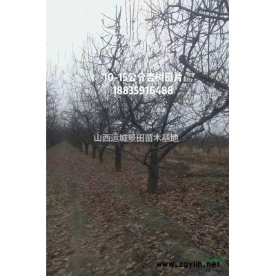 春季桃樹供應價格·5公分桃樹8公分桃樹10公分桃樹價格詳情