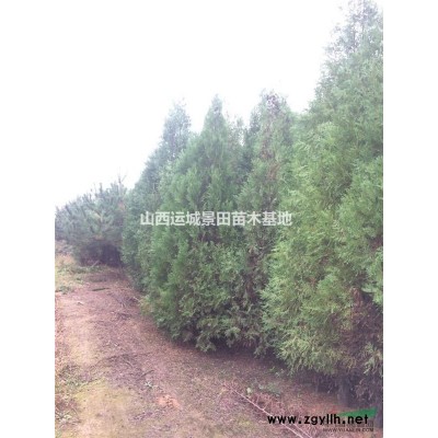 山西桃樹銷售價格·3公分桃樹·5公分桃樹價格·8公分桃樹價格