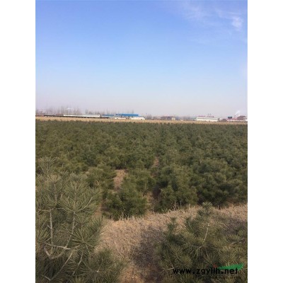 占地桃樹·占地桃樹苗·占地桃樹價格·供應山西地區占地桃樹