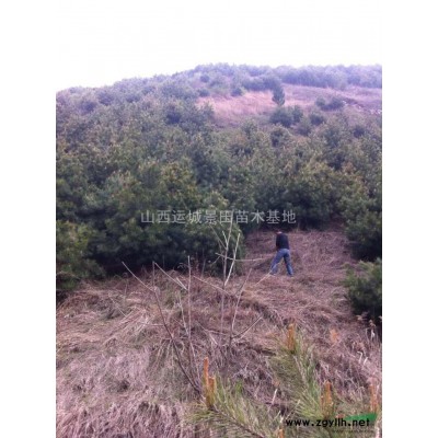 杏樹形態特征_杏樹生長習性_杏樹產地介紹供應山西杏樹