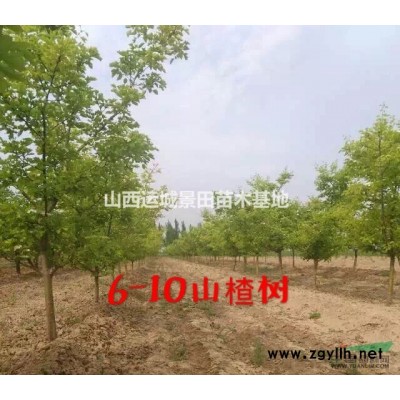 現在5公分山楂樹·現在5公分山楂樹*低價格·供應山西山楂樹
